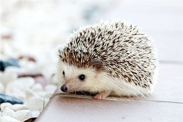 梦见小动物是什么意思