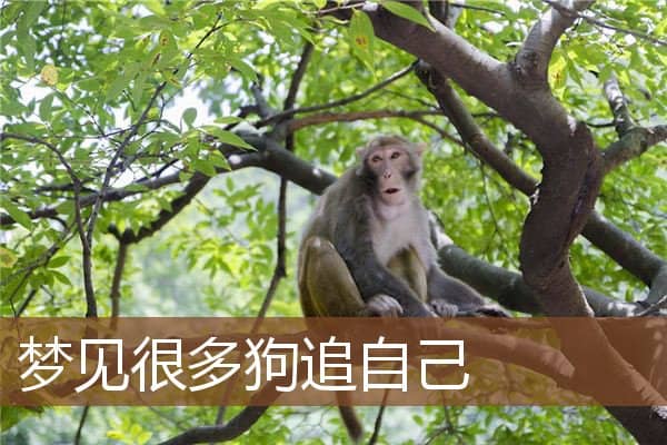梦见很多狗追自己是什么意思