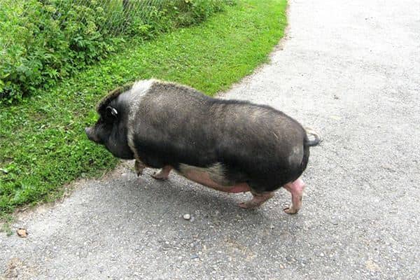 梦见大肥猪是什么意思