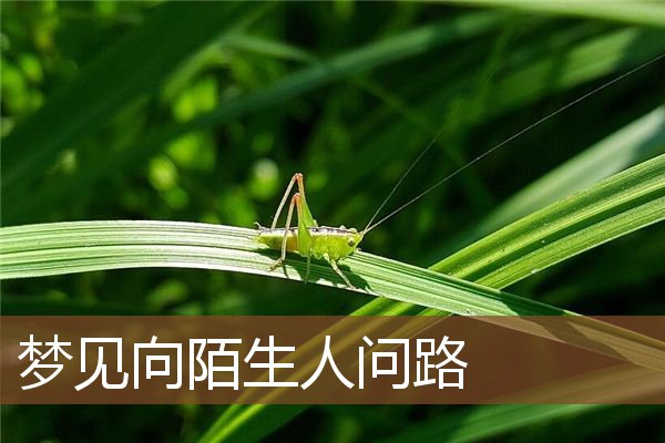 梦见向陌生人问路是什么意思