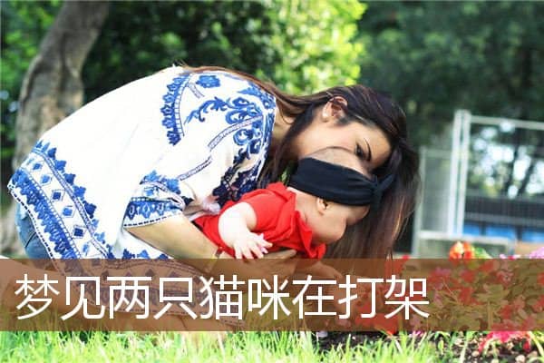 梦见两只猫咪在打架是什么意思