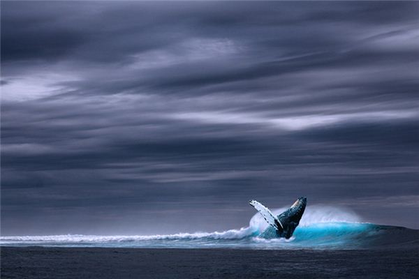 梦见鲸鱼跃出水面是什么意思