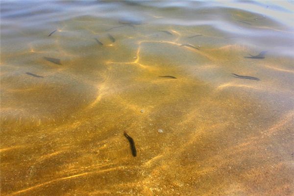 梦见捉泥鳅是什么意思