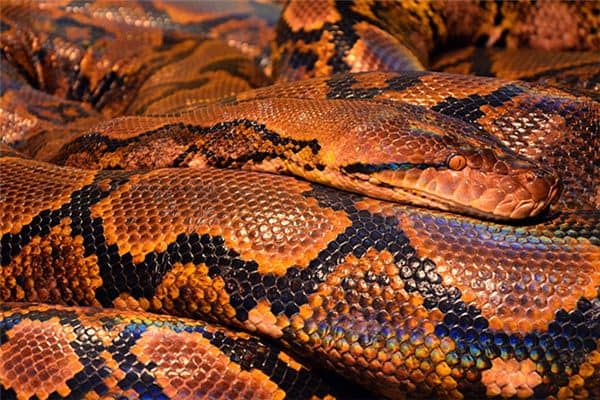 梦见一屋子蛇是什么意思