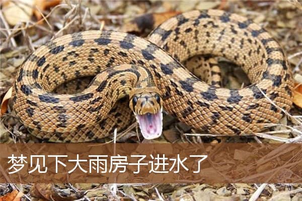 梦见下大雨房子进水了是什么意思