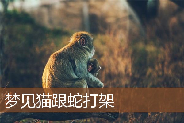 梦见猫跟蛇打架是什么意思