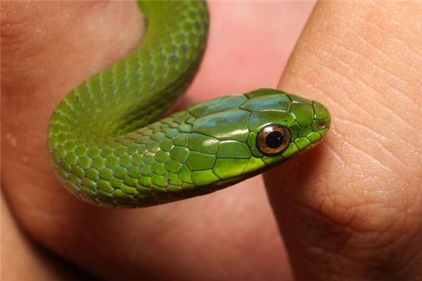 梦见蛇咬自己是什么意思