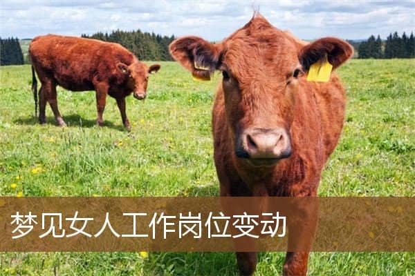 梦见女人工作岗位变动是什么意思