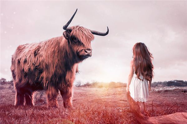 梦见被公牛顶是什么意思