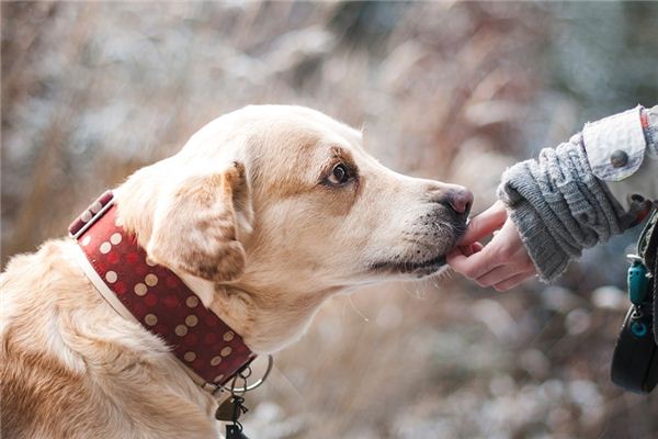 梦见被狗咬了是什么意思