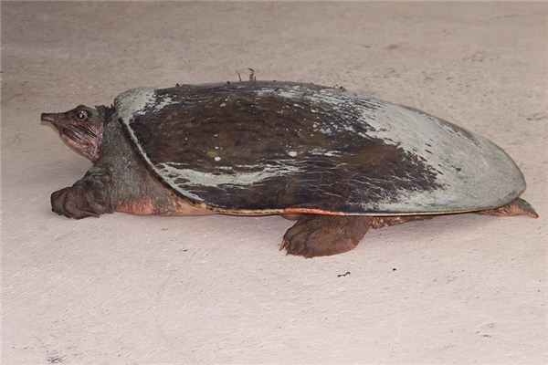 梦见捉甲鱼是什么意思