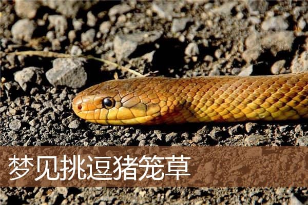 梦见挑逗猪笼草是什么意思