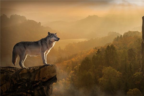 梦见狼咬人是什么意思