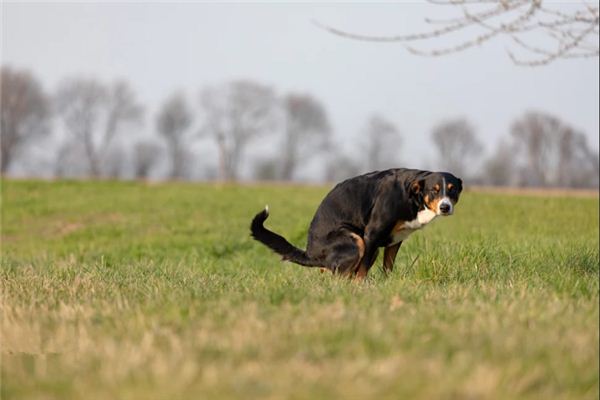 梦见拉屎不停是什么意思
