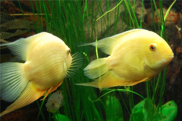 梦见两条鱼是什么意思