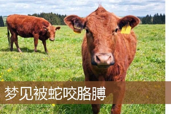 梦见被蛇咬胳膊是什么意思