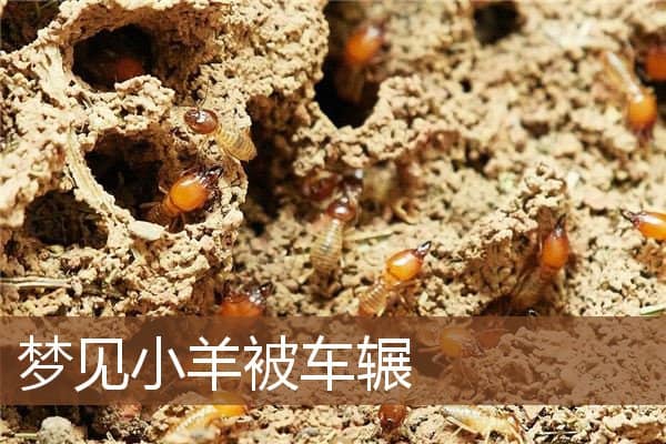 梦见小羊被车辗是什么意思