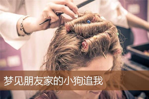 梦见朋友家的小狗追我是什么意思