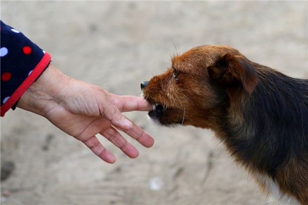 梦见小孩被狗咬是什么意思