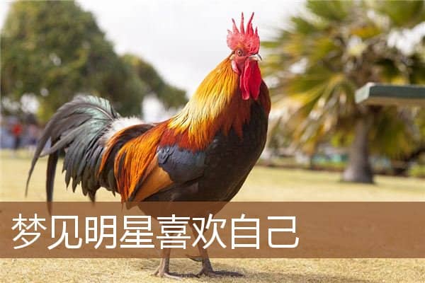 梦见明星喜欢自己是什么意思