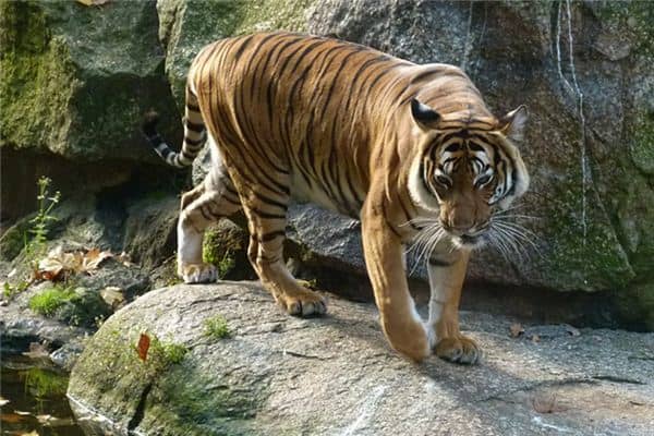 梦见老虎进家是什么意思