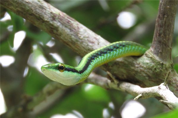 梦见青蛇追我是什么意思