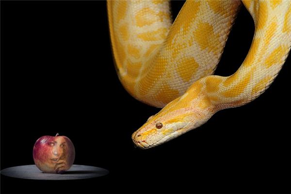 梦见黄金蛇是什么意思