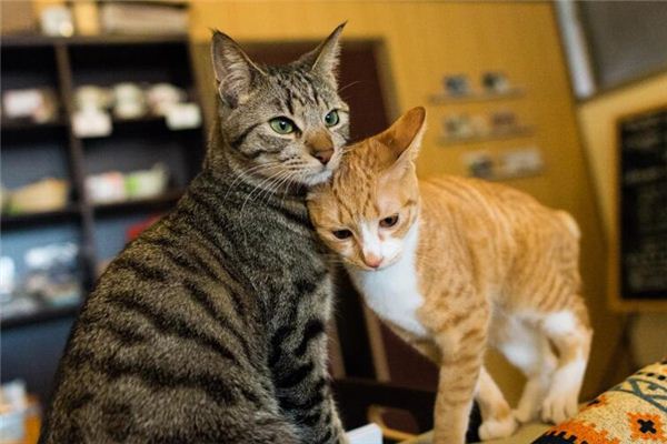 梦见好多猫是什么意思