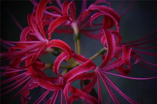 梦见蟹爪兰花是什么意思