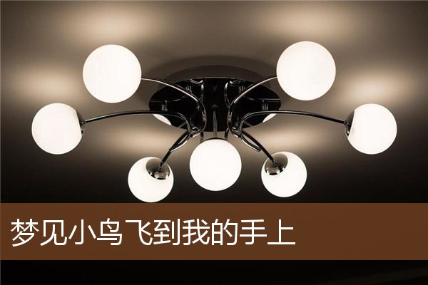 梦见小鸟飞到我的手上是什么意思