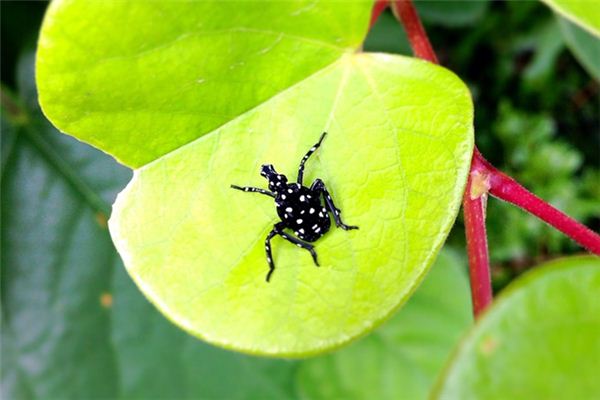 梦见黑虫子是什么意思