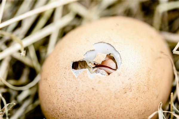 梦见孵小鸡是什么意思