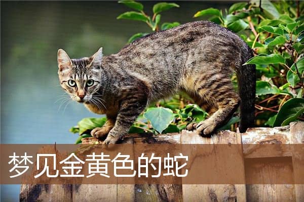 梦见金黄色的蛇是什么意思