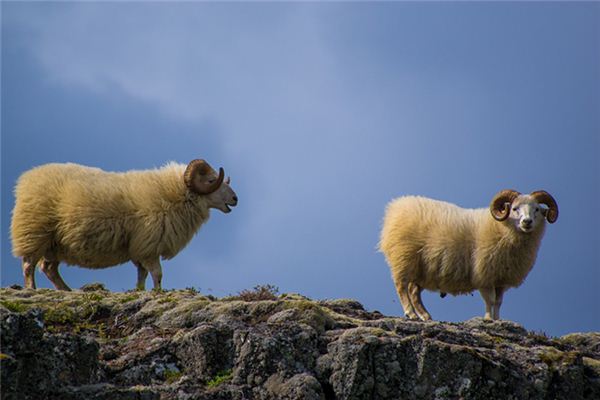 梦见被羊咬是什么意思