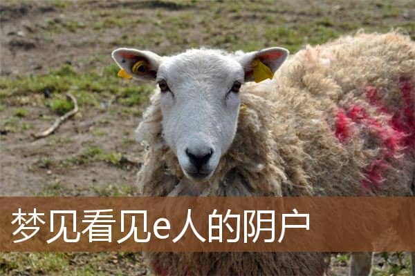 梦见看见e人的阴户是什么意思