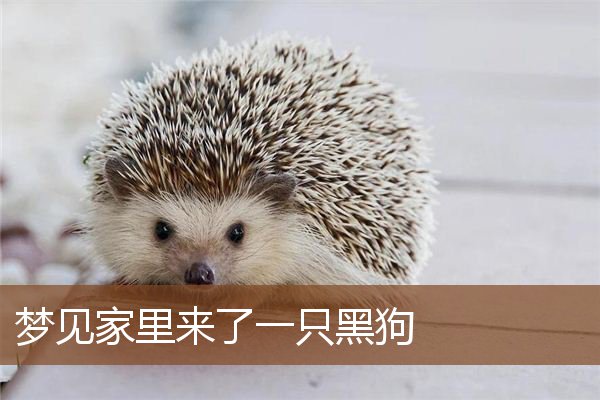 梦见家里来了一只黑狗是什么意思
