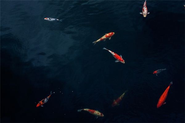 梦见小鱼在水里游是什么意思