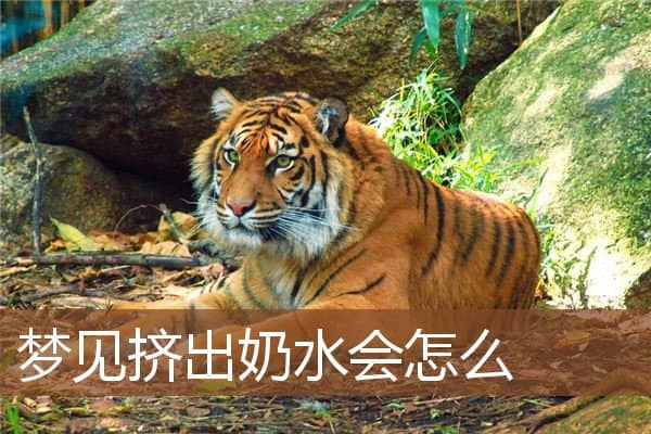 梦见挤出奶水会怎么是什么意思