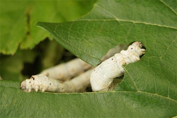 梦见白虫子是什么意思