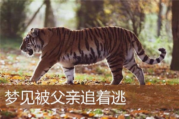 梦见被父亲追着逃是什么意思