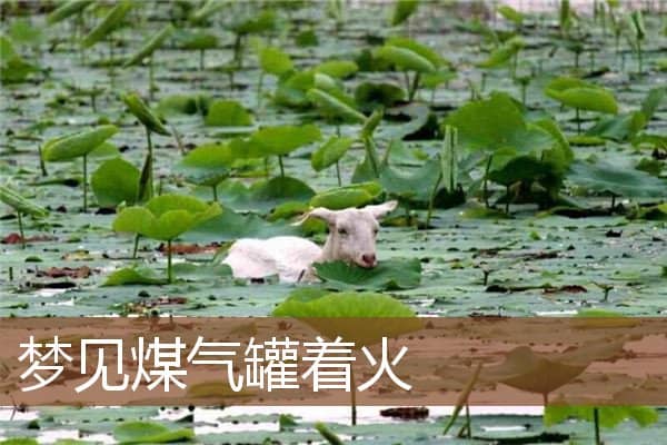 梦见煤气罐着火是什么意思