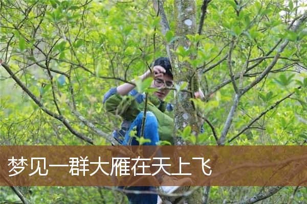 梦见一群大雁在天上飞是什么意思