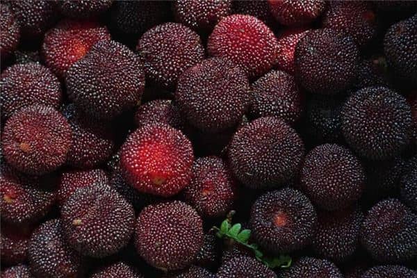 梦见摘杨梅是什么意思