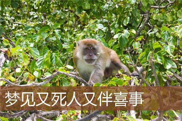 梦见又死人又伴喜事是什么意思