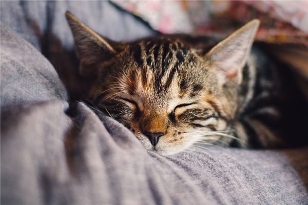 梦见猫咬手是什么意思