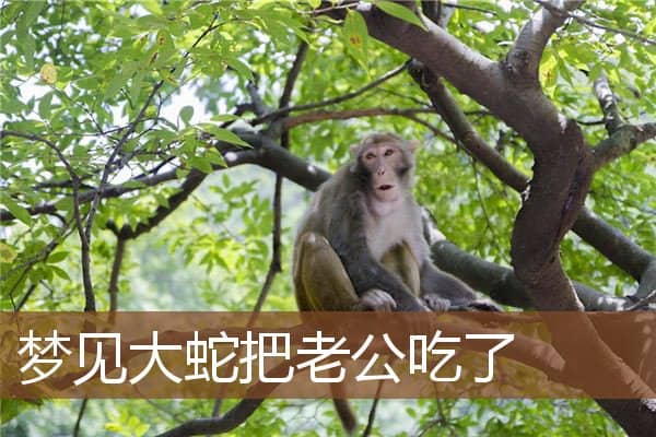 梦见大蛇把老公吃了是什么意思