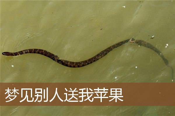 梦见别人送我苹果是什么意思