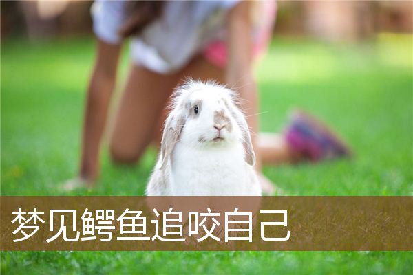 梦见鳄鱼追咬自己是什么意思