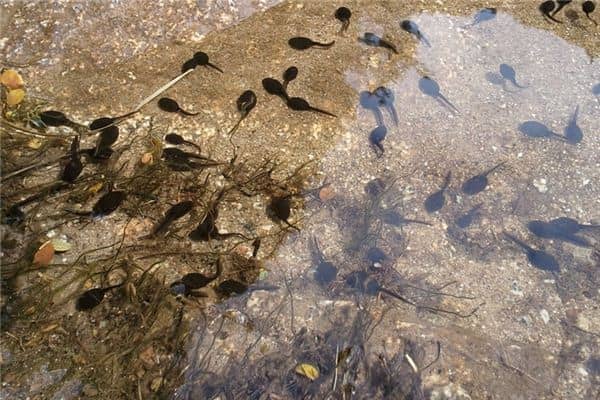 梦见小蝌蚪是什么意思