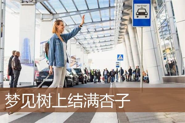 梦见树上结满杏子是什么意思